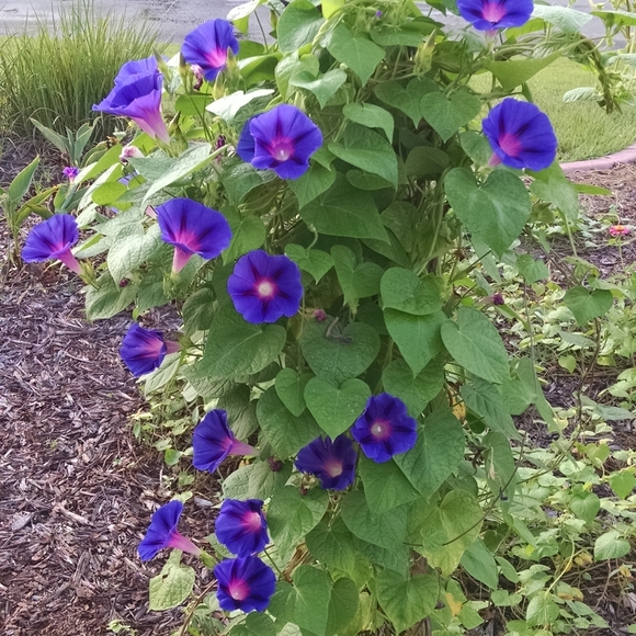 Meet your Posher, Sam - Picture 2 of 6